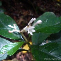 Chassalia curviflora (Wall.) Thwaites